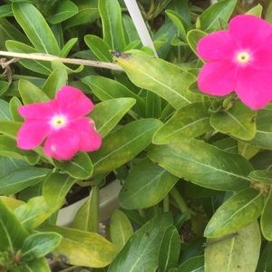 Meet your Posher, Royla